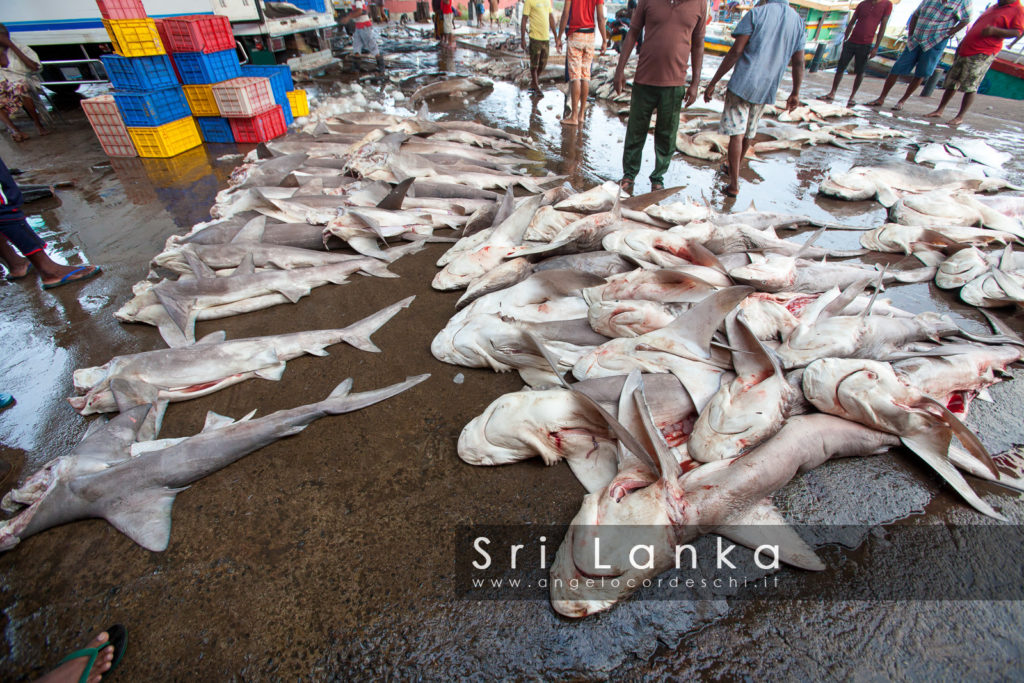 Many dead sharks on the ground. Fish market.