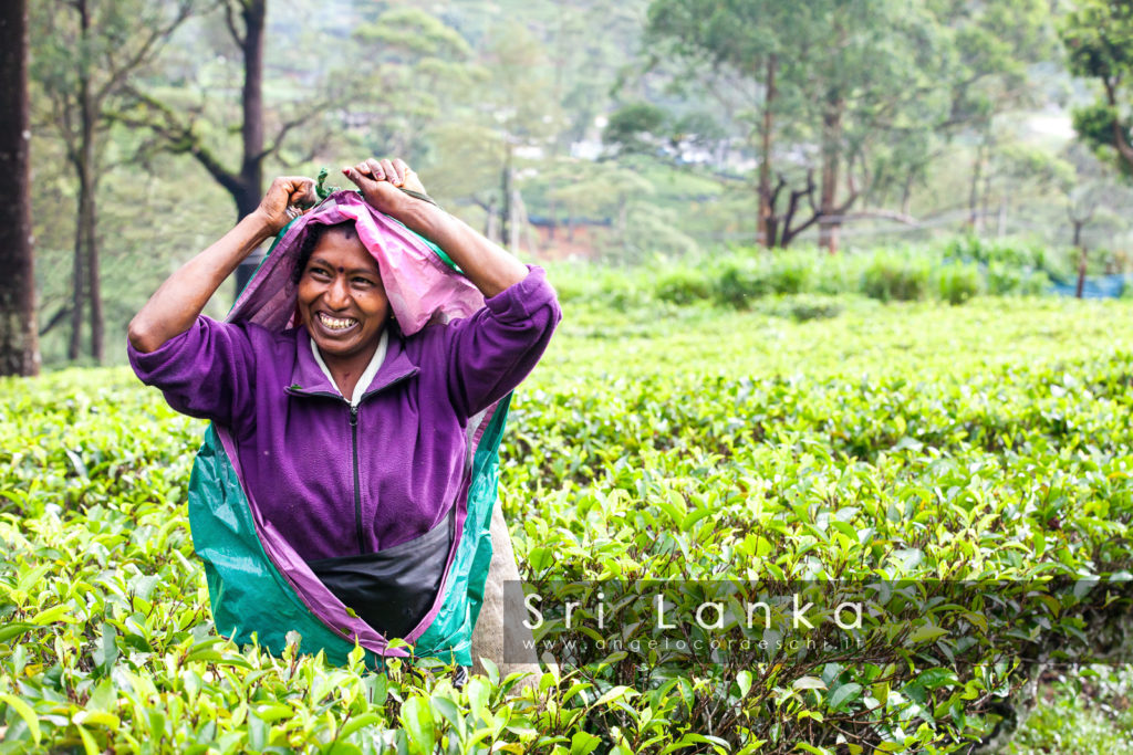 Smiling woman working on Sri Lankan tea plantation