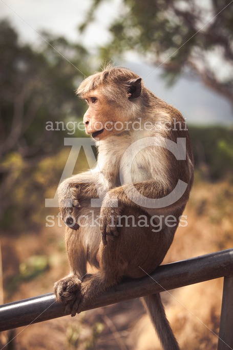 Bonnet macaque captive monkey sitting on a fence - Angelo Cordeschi