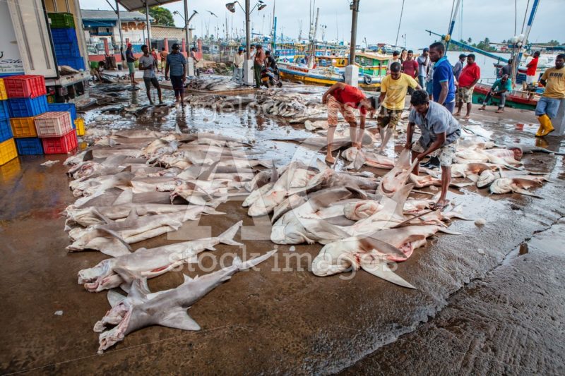Dead Sharks On The Ground In The Fish Market Of Negombo In Sri L Angelo Cordeschi