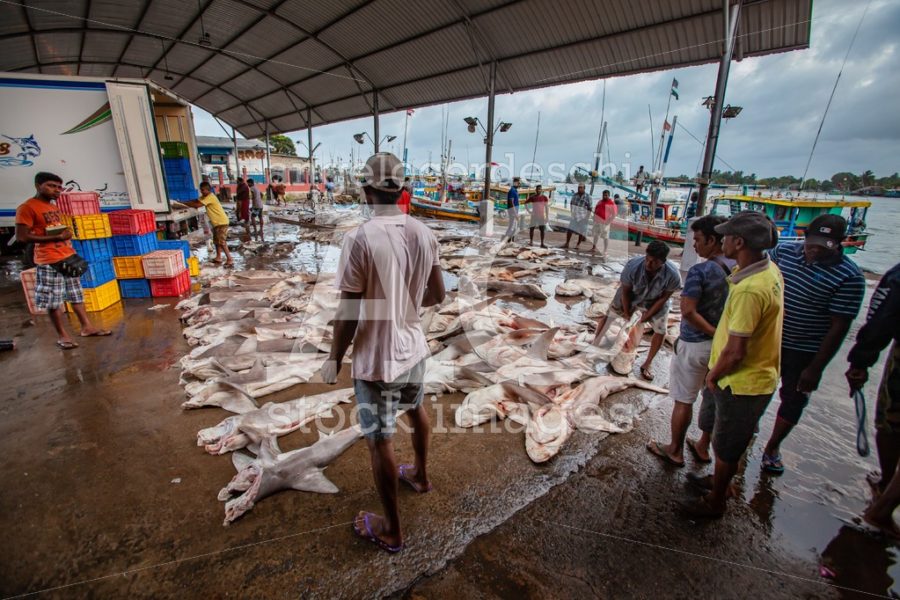 Dead Sharks On The Ground In The Fish Market Of Negombo In Sri L Angelo Cordeschi