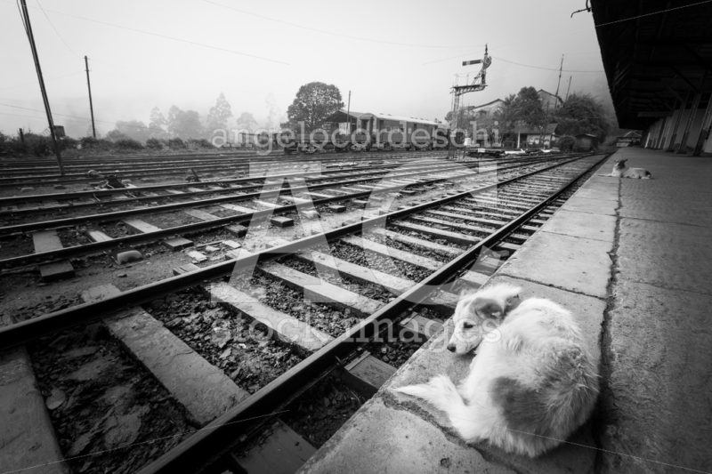 Dog at the train station. Black and white. - Angelo Cordeschi