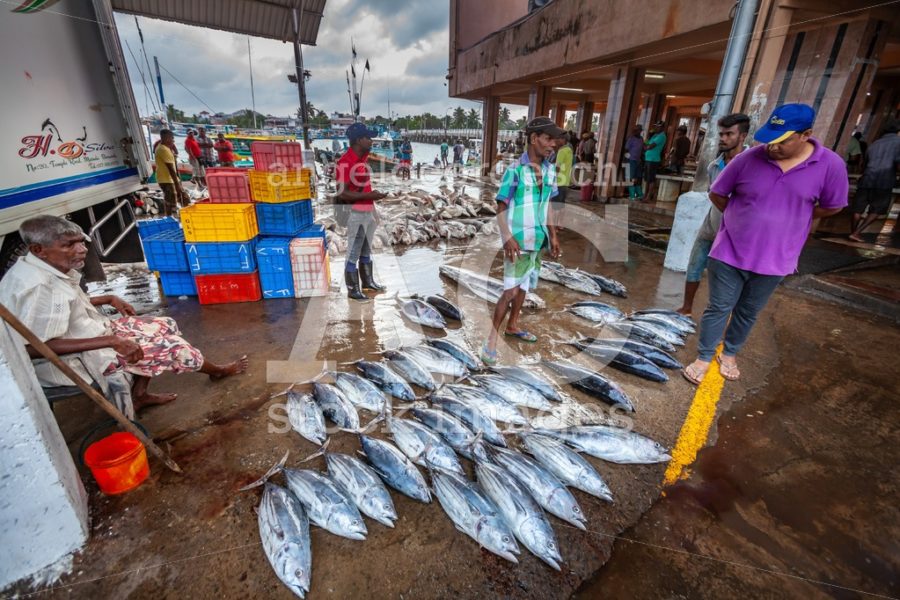 Fish Market In Negombo In Sri Lanka. Angelo Cordeschi