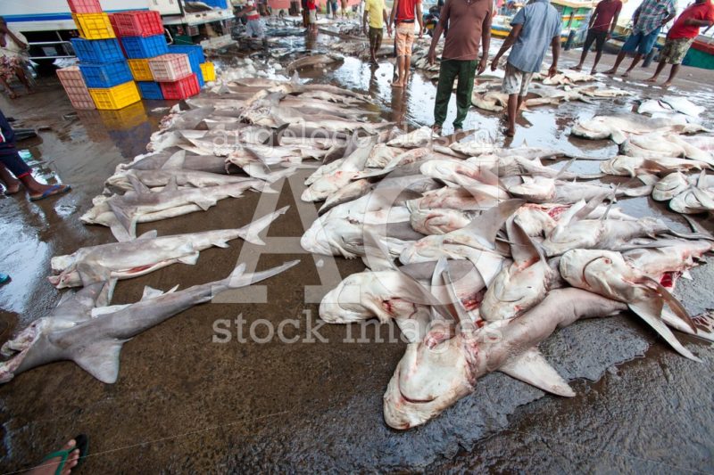Fish, Shark, On The Ground In Open Market. Negombo, Sri Lanka. Angelo Cordeschi