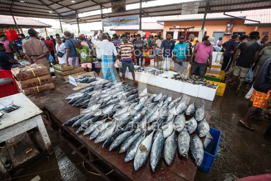 Fish Street Market In Negombo In Sri Lanka. Angelo Cordeschi