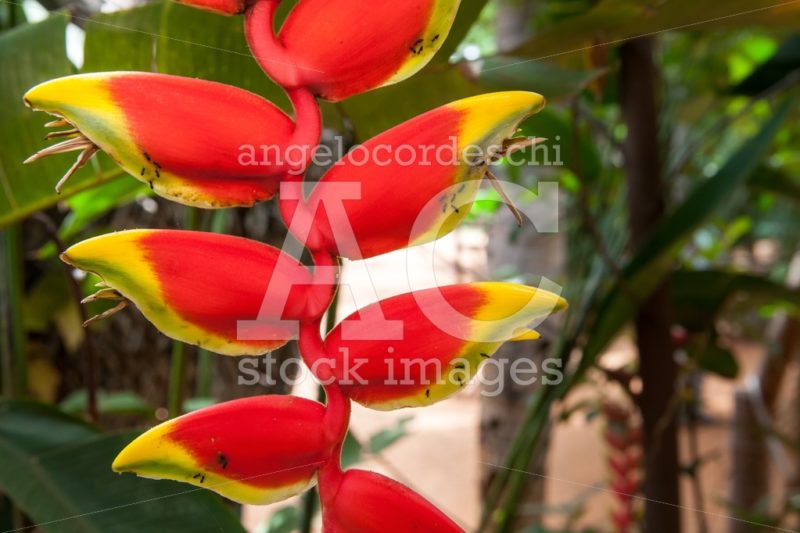 Heliconia rostrata. Red and yellow flower. - Angelo Cordeschi