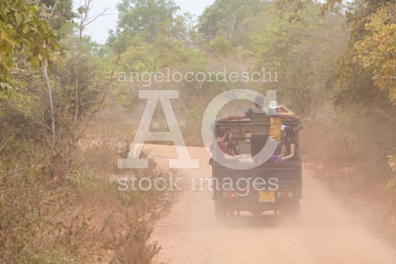 Jeep With Tourists On The Dirt Road In The Minneriya Natural Par Angelo Cordeschi