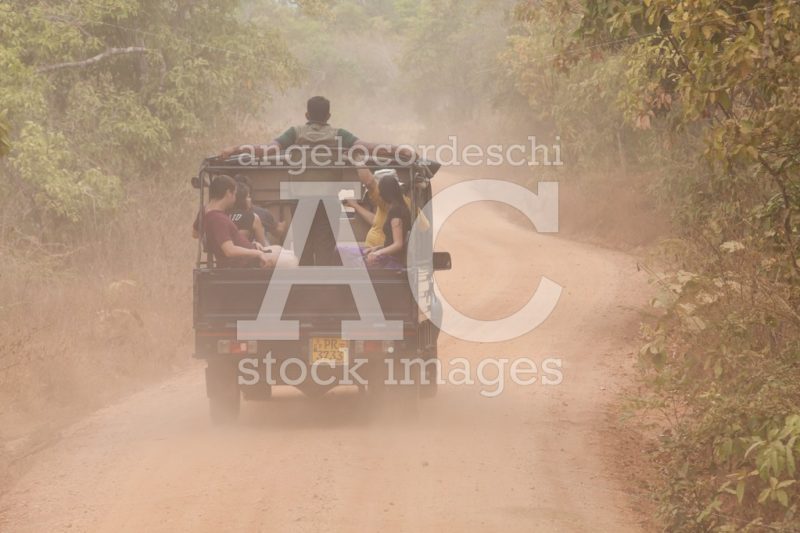 Jeep With Tourists On The Dirt Road In The Minneriya Natural Par Angelo Cordeschi