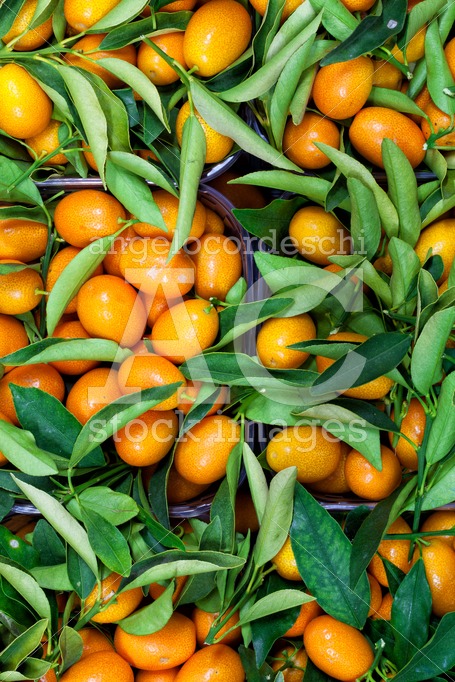 Malayan kumquat fortunella foliage and fruit background. - Angelo Cordeschi