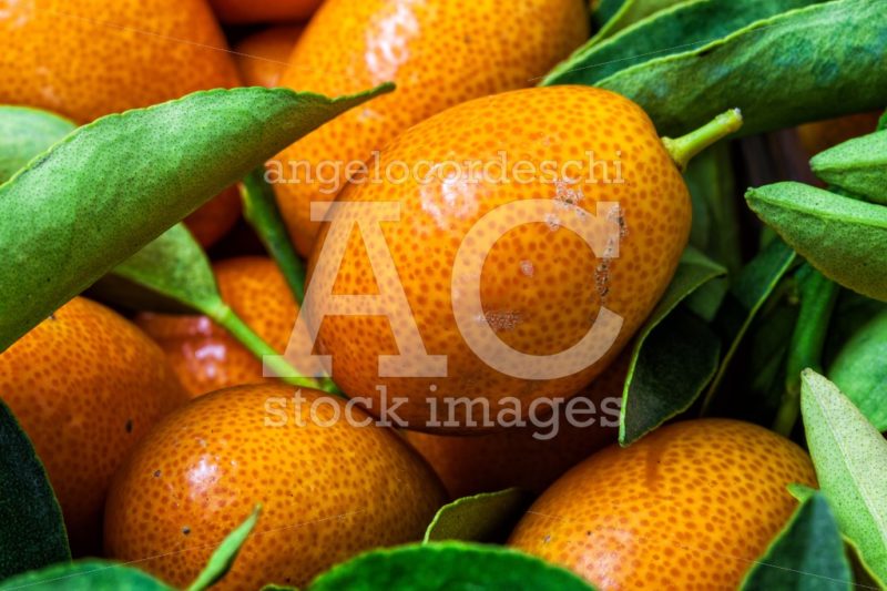 Malayan Kumquat Fortunella Foliage And Fruit Macro Background. Angelo Cordeschi