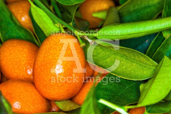 Malayan Kumquat Fortunella Foliage And Fruit Macro Background. Angelo Cordeschi
