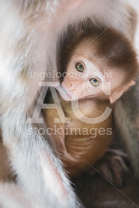 Monkey Cub Feeding On Its Mother’s Breast. Look Towards The Phot Angelo Cordeschi