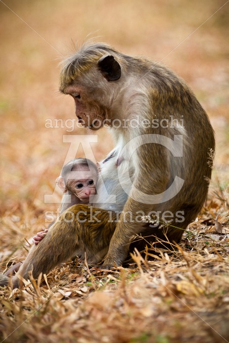 Monkey Mom Hugging Son Puppy. Bonnet Macaque Monkeys. Sri Lanka. Angelo Cordeschi