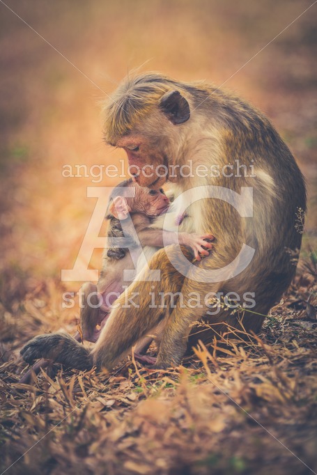 Monkey Mom Hugging Son Puppy. Bonnet Macaque Monkeys. Sri Lanka. Angelo Cordeschi