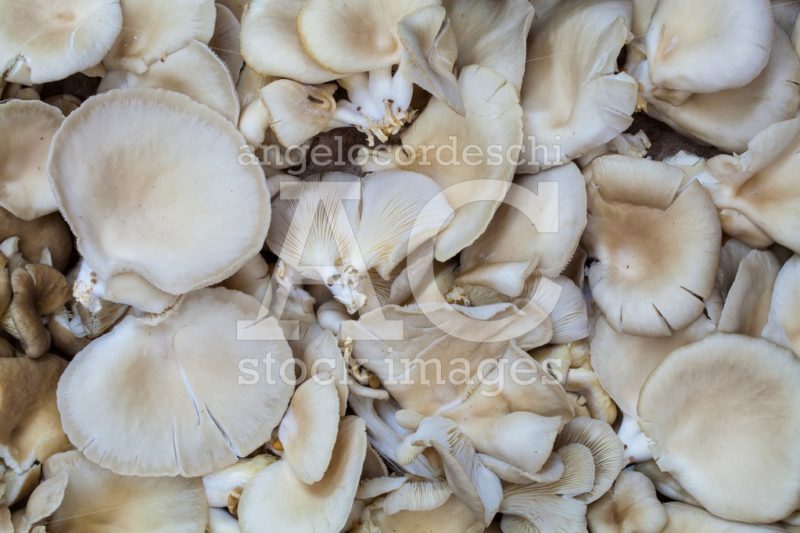 Pleurotus Mushrooms Background. Macro. Pleurotus Is A Genus Of G Angelo Cordeschi