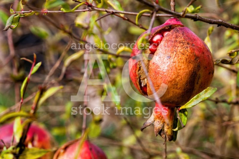 Pomegranate, Fruit And Plant. The Pomegranate, Botanical Name Pu Angelo Cordeschi