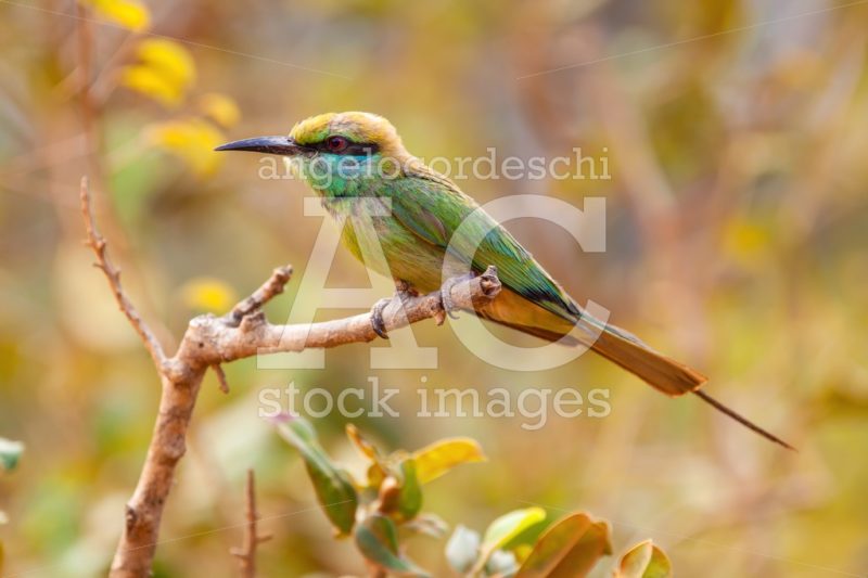 Rainbow bee eater on a twig. Passerine colorful bird. - Angelo Cordeschi