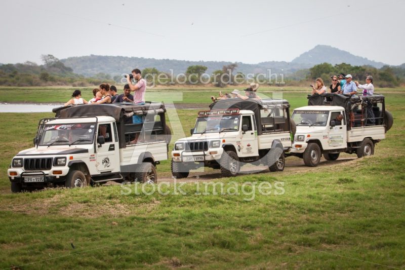 Row Of Trucks With Tourists On Top Visiting A Safari In Sri Lank Angelo Cordeschi