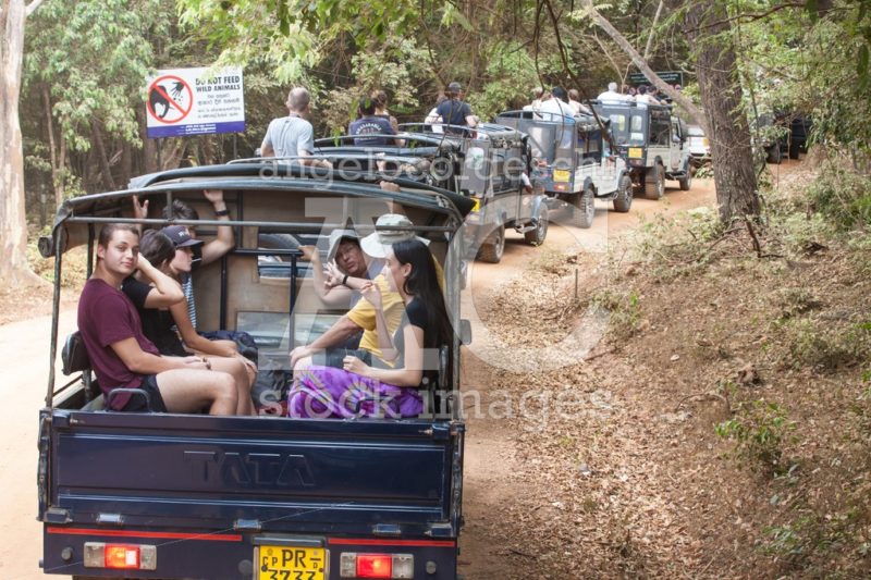 Row Of Trucks With Tourists On Top Visiting A Safari In Sri Lank Angelo Cordeschi