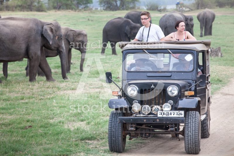 Safari. Off Road Jeep With Visitors. Minneriya. Sri Lanka. Wild Angelo Cordeschi