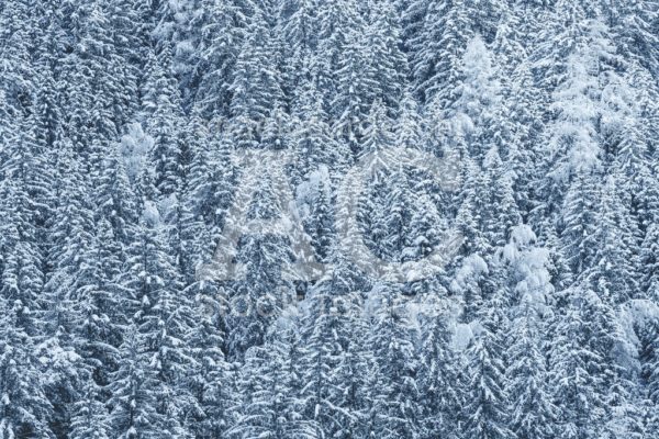 Snow Covered Forest, Fir Trees With Snow On Branches. Full Backg Angelo Cordeschi