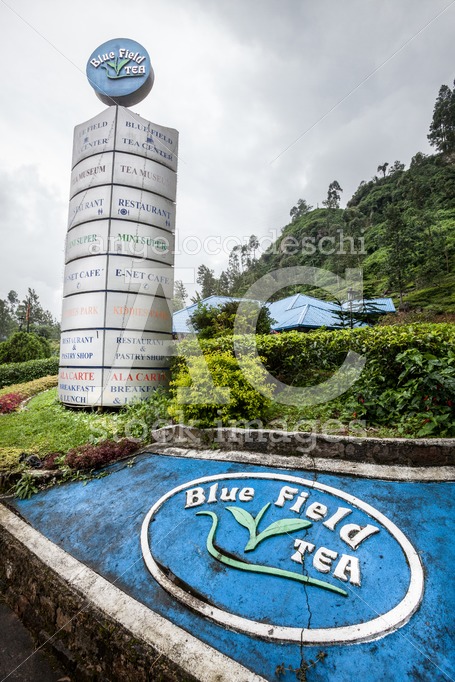 Tea factory near Nuwara Eliya in Sri Lanka. Tea cultivation. - Angelo Cordeschi