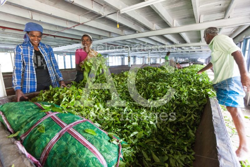Tea factory with worker in action. Tea leaves. Sri Lanka. - Angelo Cordeschi