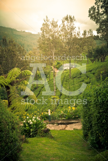 Tea plantation, hills with grass and trees. - Angelo Cordeschi