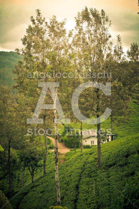 Tea plantation, hills with grass and trees. - Angelo Cordeschi