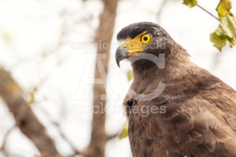 The crested serpent eagle. Asian rapacious bird. Sri Lanka. - Angelo Cordeschi