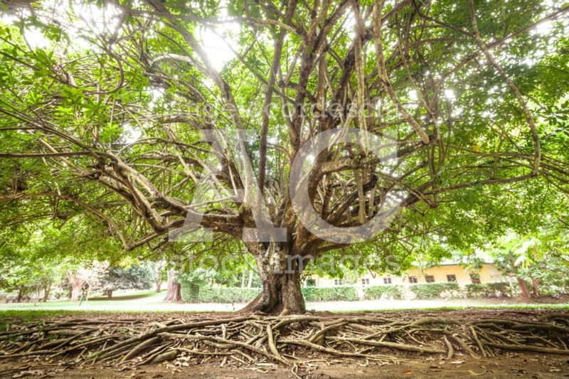 Tree with green leaves and many roots. In a public park. Sri Lan - Angelo Cordeschi