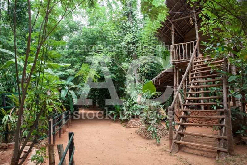 TreeHouse, tree house in the forest. Sri Lanka. - Angelo Cordeschi