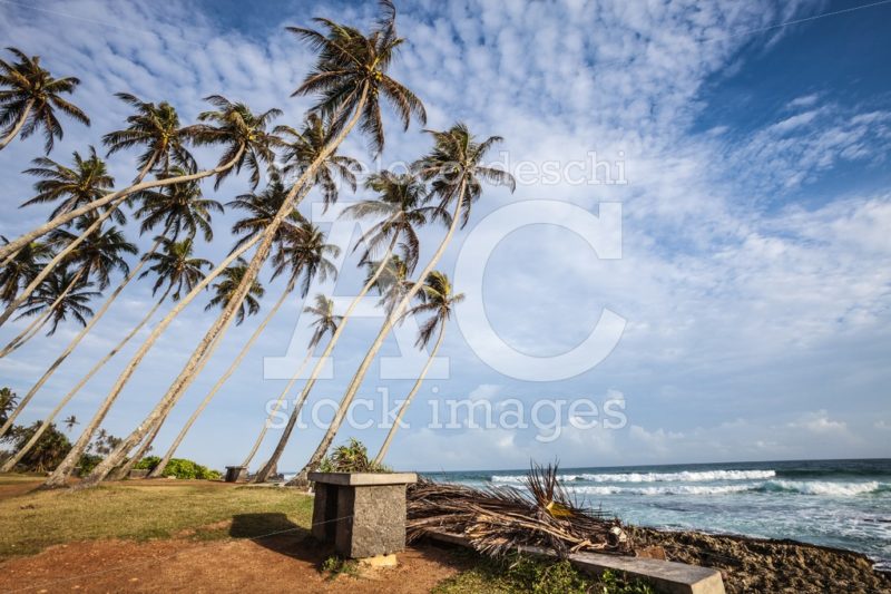 Tropical sea, palm trees and sky. Sri Lanka Indian ocean. - Angelo Cordeschi