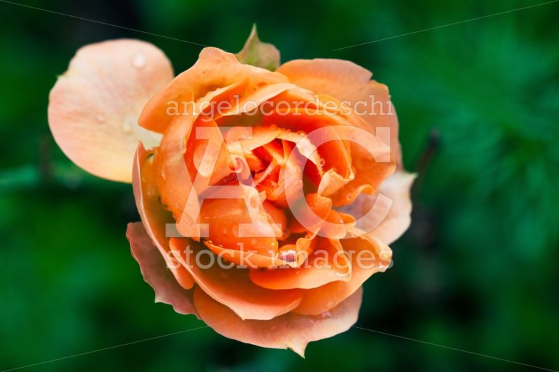 Wet Rose Flower Macro Photography. Orange Pink Colors. A Beautif Angelo Cordeschi