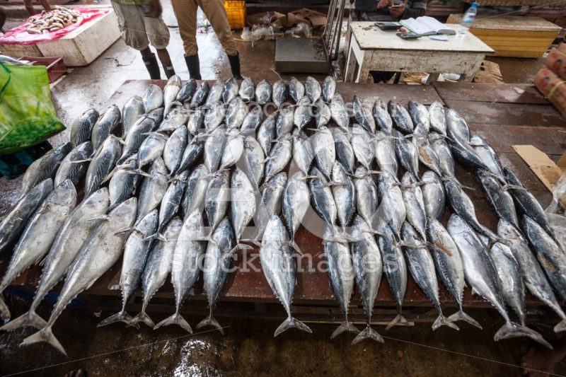 Whole Raw Tuna Freshly Fish At Market In Negombo In Sri Lanka. Angelo Cordeschi
