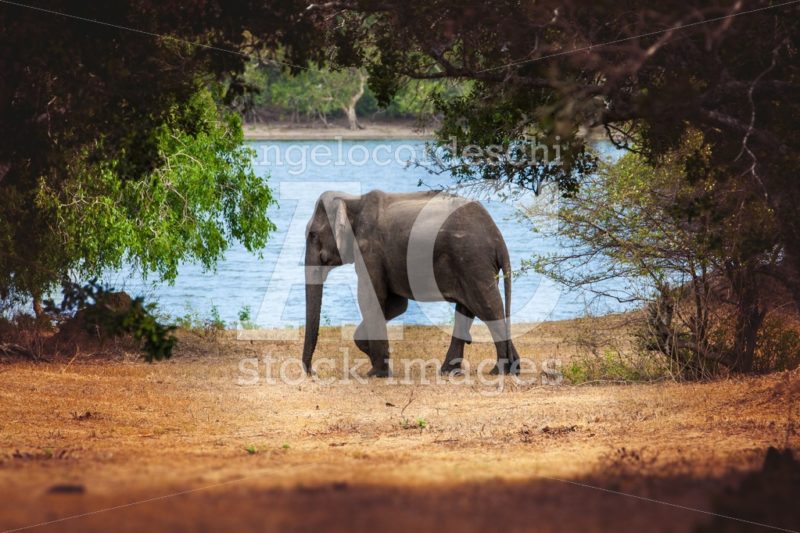 Wild elephant in nature in a natural park. Sri Lanka. - Angelo Cordeschi