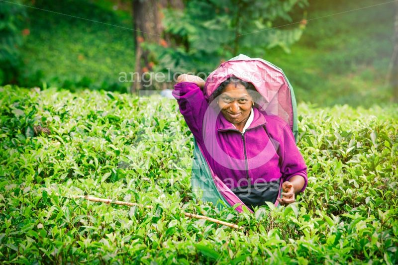 Woman worker in Sri Lankan tea plantation. Picking tea leaves in - Angelo Cordeschi