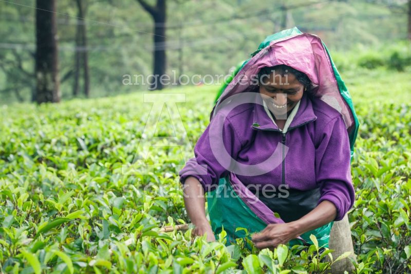 Woman worker in Sri Lankan tea plantation. Picking tea leaves in - Angelo Cordeschi
