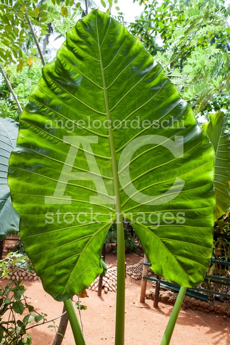 Xanthosoma, elephant’s ear. Green giant leaf. - Angelo Cordeschi
